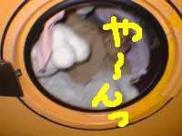 �����@�̃L�e�B����